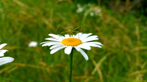 Close-up of daisy flowers