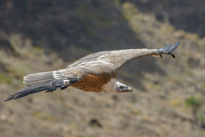 Close-up of eagle flying