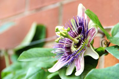 Close-up of flower blooming outdoors