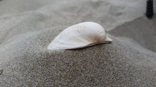 Close-up of insect on sand