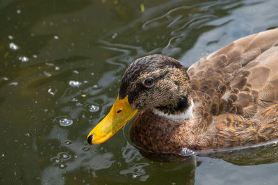 Ducks swimming in lake