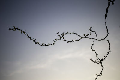 Low angle view of tree against sky