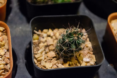 High angle view of potted plant in container