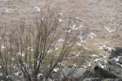 View of birds on snow covered land