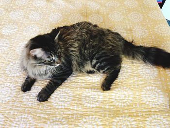 High angle view of cat relaxing at home