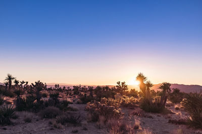 Plants growing on land against sky during sunset