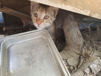 Portrait of cat looking through metal