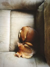 Close-up of dog sleeping on sofa