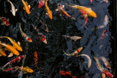 High angle view of koi carps swimming in lake