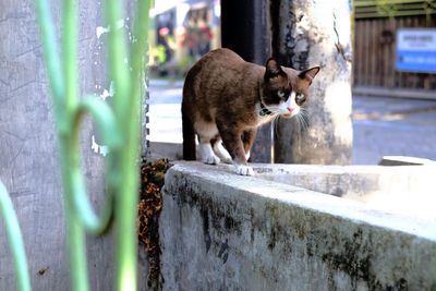 The cat is walking on the trash can