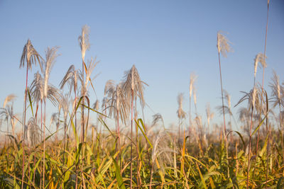 Close-up of stalks in field against sky