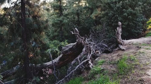 View of trees in forest