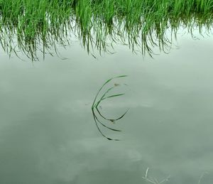 High angle view of plant floating on lake