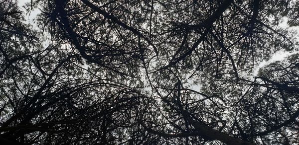 Low angle view of silhouette tree in forest against sky