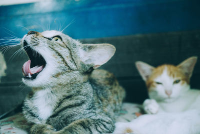 Close-up of a cat