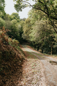 Footpath amidst trees in forest