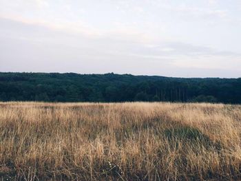 Scenic view of grassy field against sky