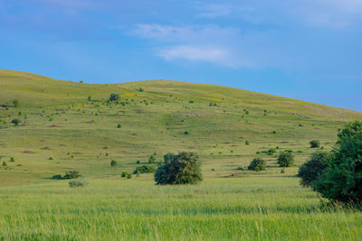 Scenic view of field against sky