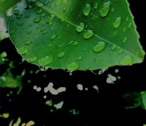 Close-up of raindrops on leaves