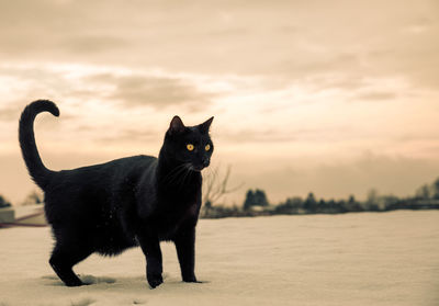 Portrait of black cat against sky