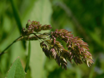 Close-up of flowering plant leaves