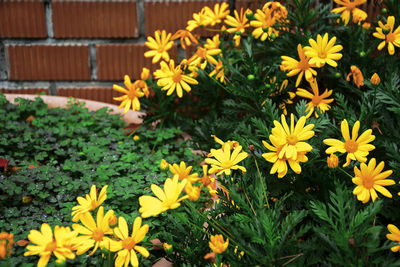 High angle view of yellow flowers blooming outdoors