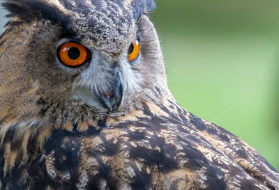 Close-up of a bird