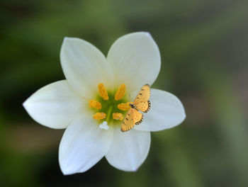 Close-up of white butterfly on flower