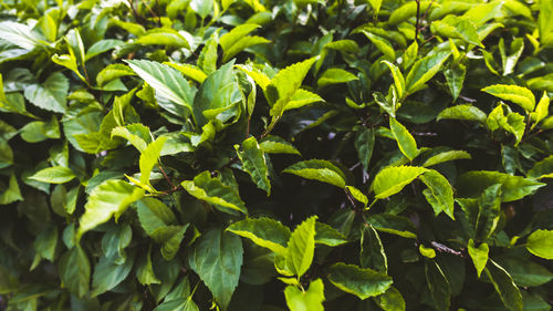 Close-up of fresh green leaves