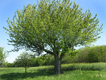 Tree on field against clear sky