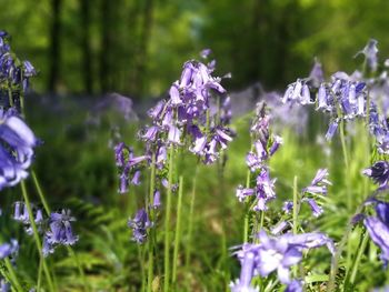 Close-up of purple flowering plants on field