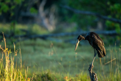 Bird perching on branch