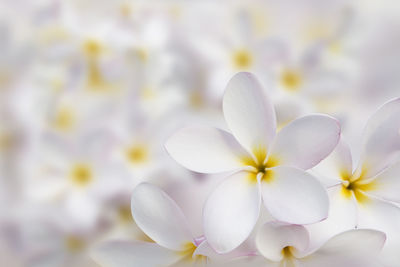 Close-up of white flowering plant