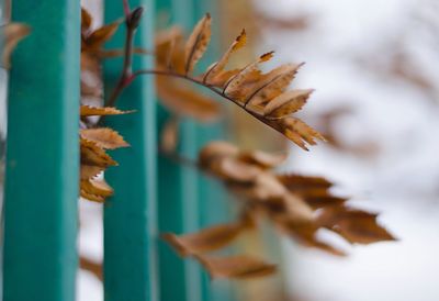 Close-up of dry leaves against blurred background