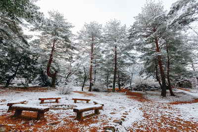 Trees on snow covered field against sky