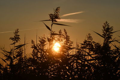 Low angle view of silhouette trees against sky during sunset