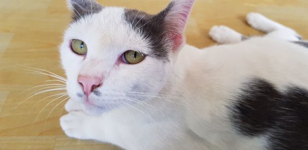 Close-up portrait of cat