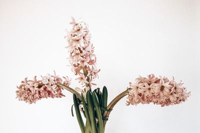 Close-up of wilted plant against white background