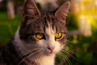 Close-up portrait of cat