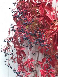 Close-up of red flowering plant during autumn