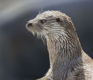 Close-up of horse in water