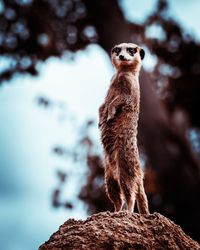 Meerkat on guard