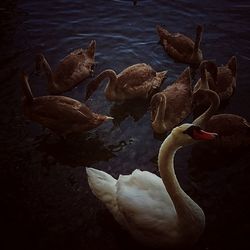 High angle view of swans swimming in lake