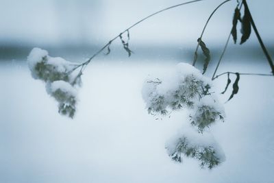 Close-up of frozen plant against sky