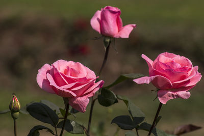 Close-up of pink flowers