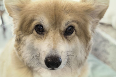 Close-up portrait of corgi dog with soulful eyes