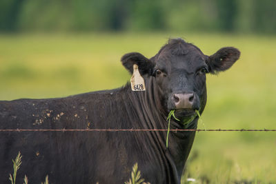 Portrait of a horse on field