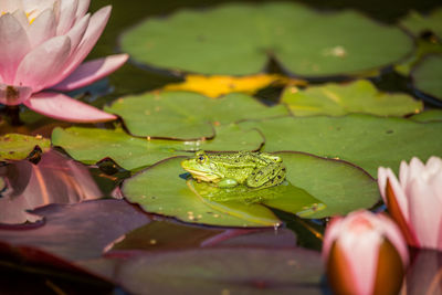 A beautiful common green water frog enjoying sunbathing in a natural habitat at the forest pond. 