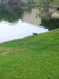 Scenic view of lake