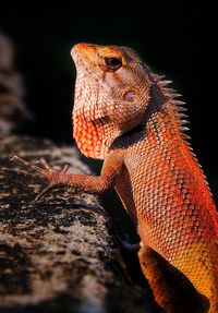 Close-up of lizard on tree